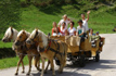 sleighRides
